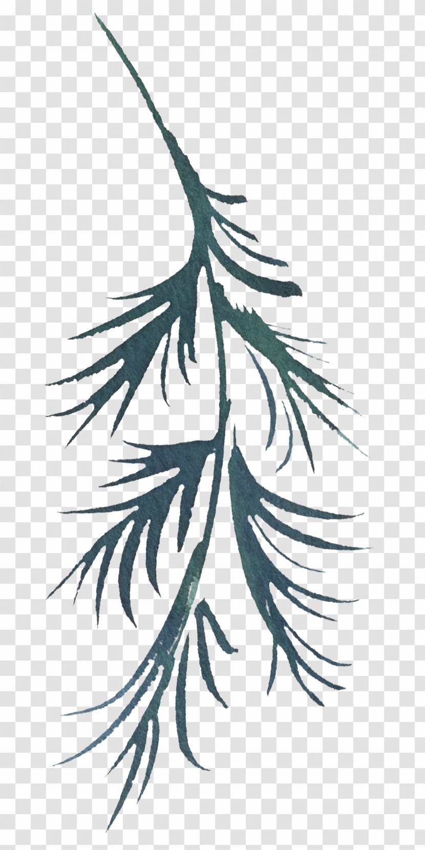 Feather - Woody Plant - Colorado Spruce Transparent PNG