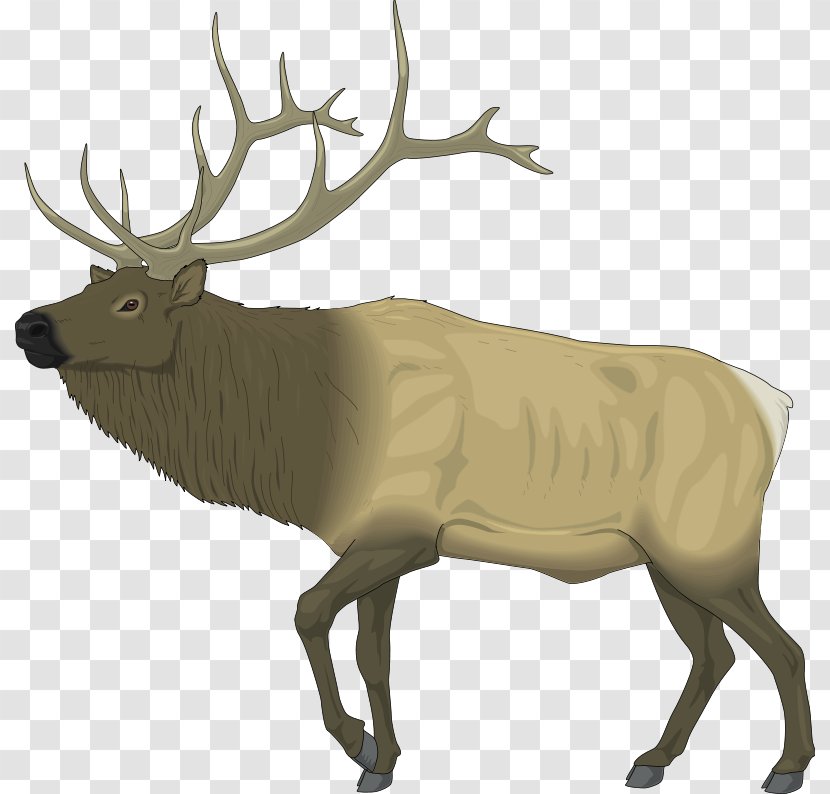 Elk Deer Free Content Drawing Clip Art - Antler - Animal Vector Transparent PNG