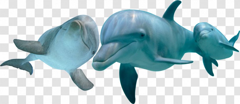 Common Bottlenose Dolphin Mundomar Marine Mammal Image - Fish - 17th March Transparent PNG
