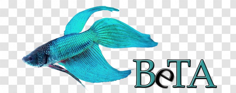 Siamese Fighting Fish Butterfly Tail Koi Veiltail - Animal - Beta Transparent PNG