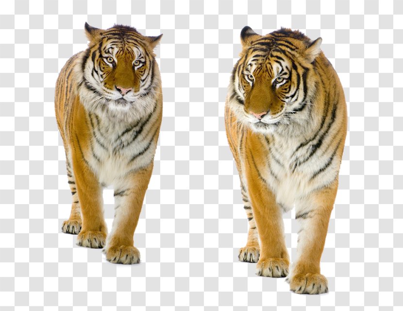 Stock Photography Royalty-free Stock.xchng White Tiger Felidae - Siberian - Jasmine And Tigers Transparent PNG