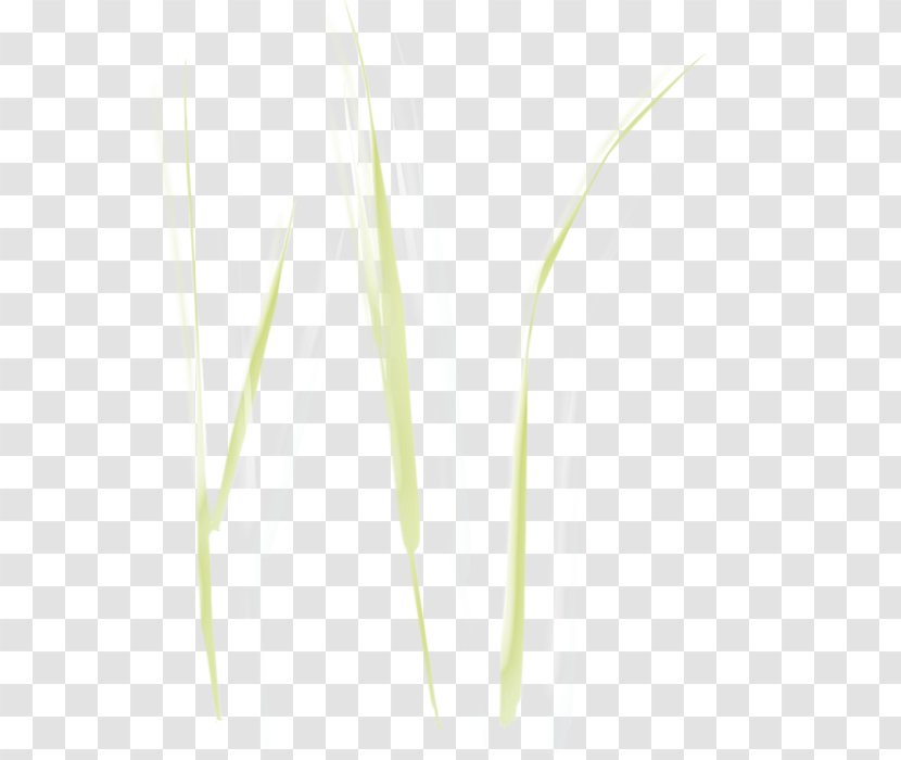 Grasses Commodity Plant Stem - Grass Family Transparent PNG