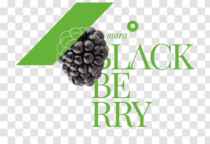 Fruit Production Amora Blackberry - Innovation - MORA Transparent PNG