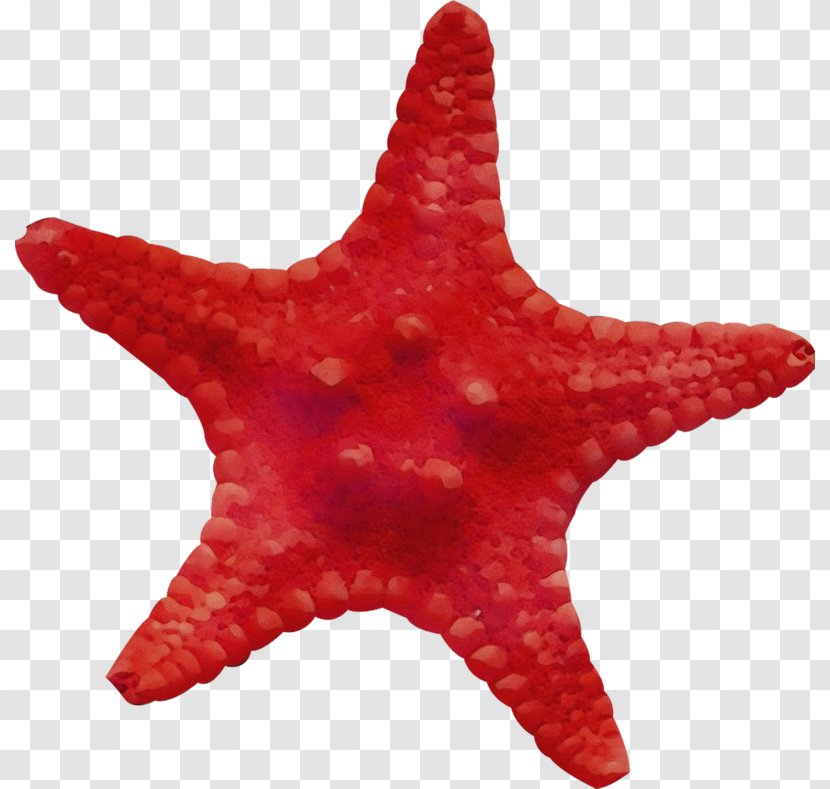Starfish Red Marine Invertebrates Star - Watercolor Transparent PNG