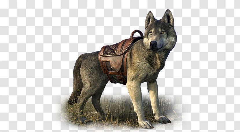 Saarloos Wolfdog Kunming Czechoslovakian Norwegian Elkhound Shikoku - Figurine - Dire Wolf Size Extinct Transparent PNG