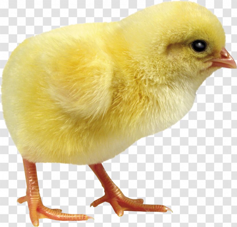 Chicken Incubator Egg Debeaking Duck - Nowruz Transparent PNG
