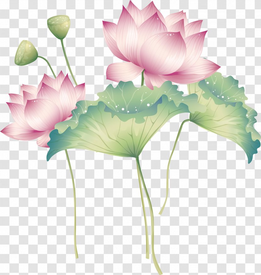 Vector Exquisite Lotus - Drawing - Rose Family Transparent PNG