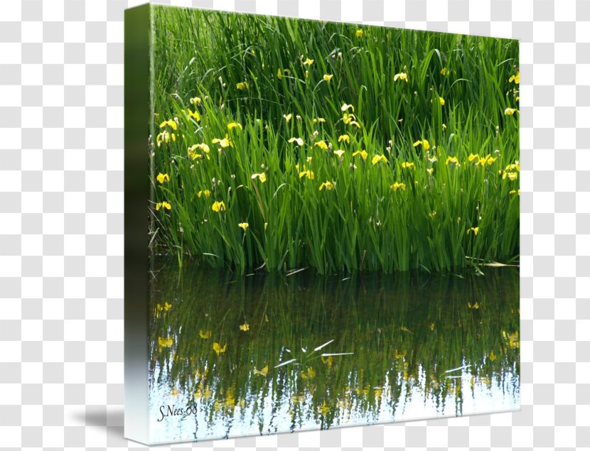 Sweet Grass Water Gallery Wrap Canvas Art Transparent PNG