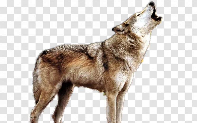 Dog Illustration - Howling Wolf Transparent PNG