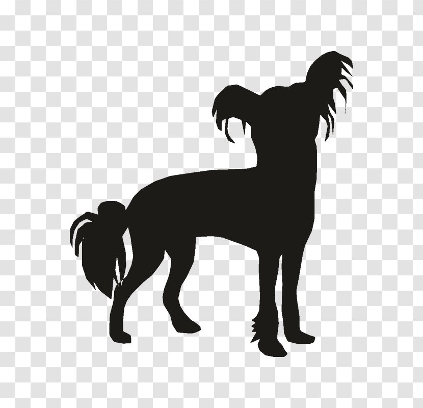Dog Breed Car Chihuahua Chinese Crested Poodle Transparent PNG