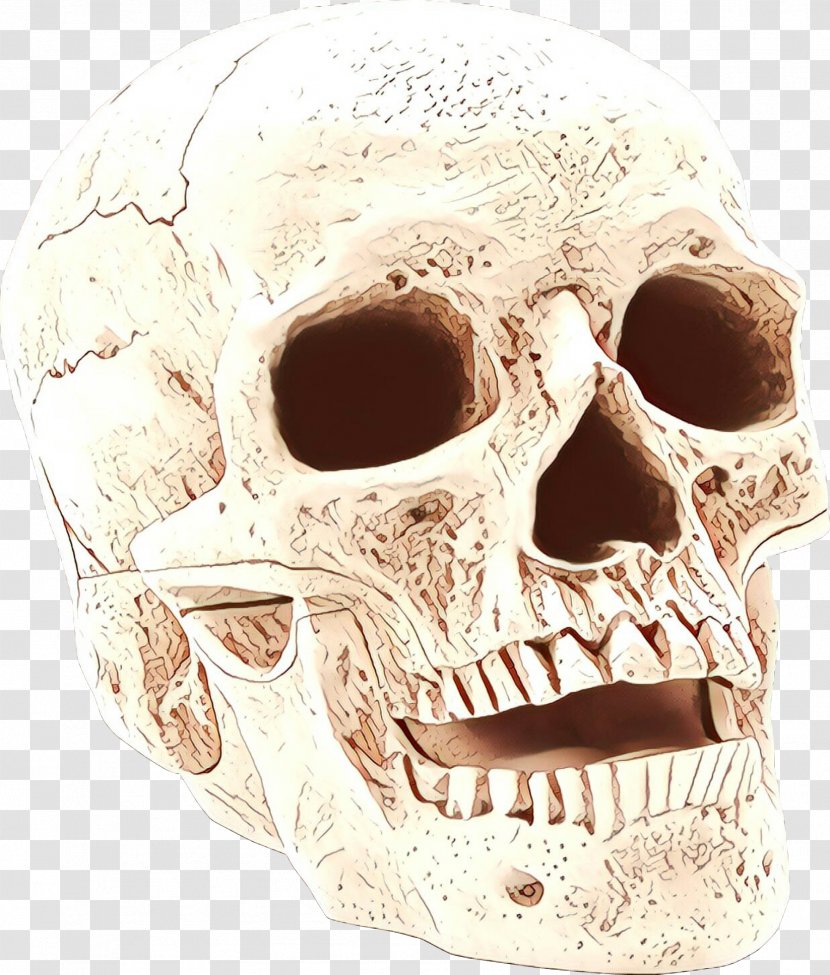 Skull - Bone - Anthropology Forehead Transparent PNG