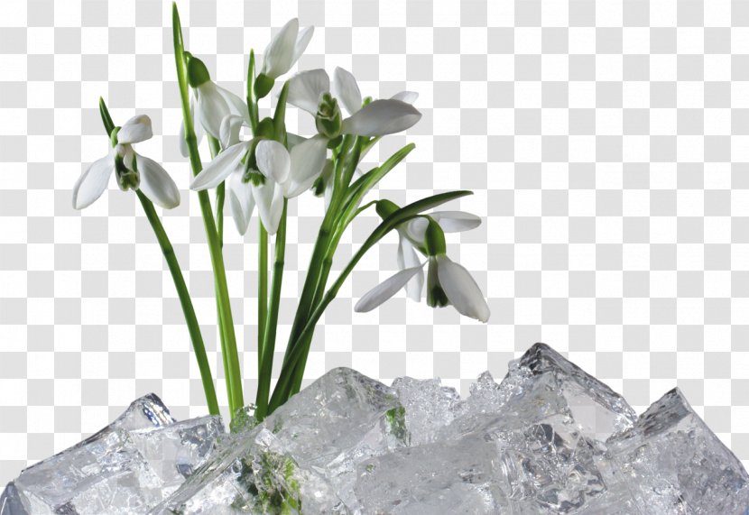 Artificial Flower Snowdrop Clip Art - Plant Transparent PNG
