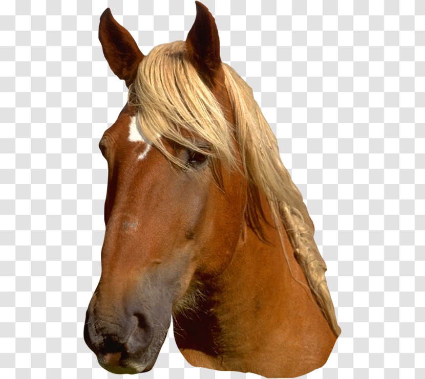 Mane Halter Mustang Pony Stallion Transparent PNG