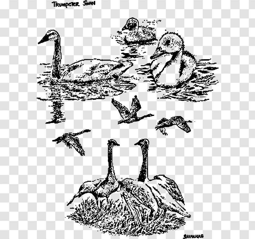 Duck Goose Chicken Mute Swan Bird - Visual Arts Transparent PNG