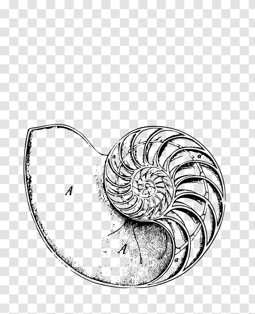Chambered Nautilus Logarithmic Spiral Body Modification Sacred Geometry - Black And White - Snail Transparent PNG