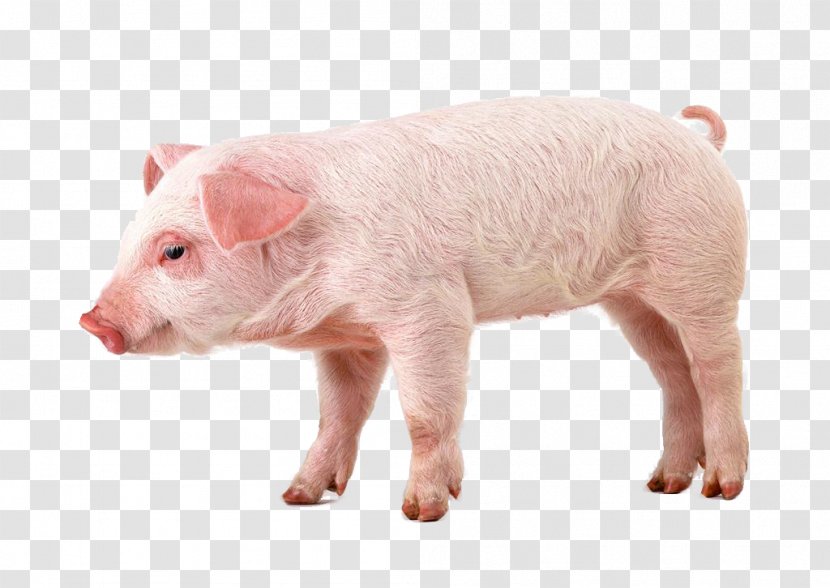 Miniature Pig Hogs And Pigs Clip Art - Eventoed Ungulate Transparent PNG