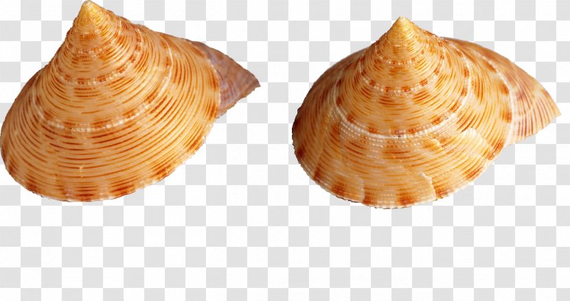 Seashell Conch Venus Comb Murex Wallpaper - Ocean - Shell,conch Transparent PNG