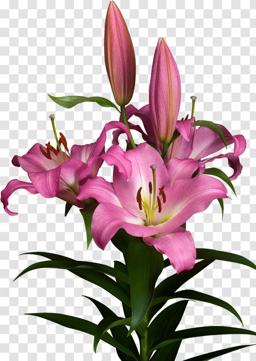 Lily Flower Cartoon - Calla - Tiger Perennial Plant Transparent PNG