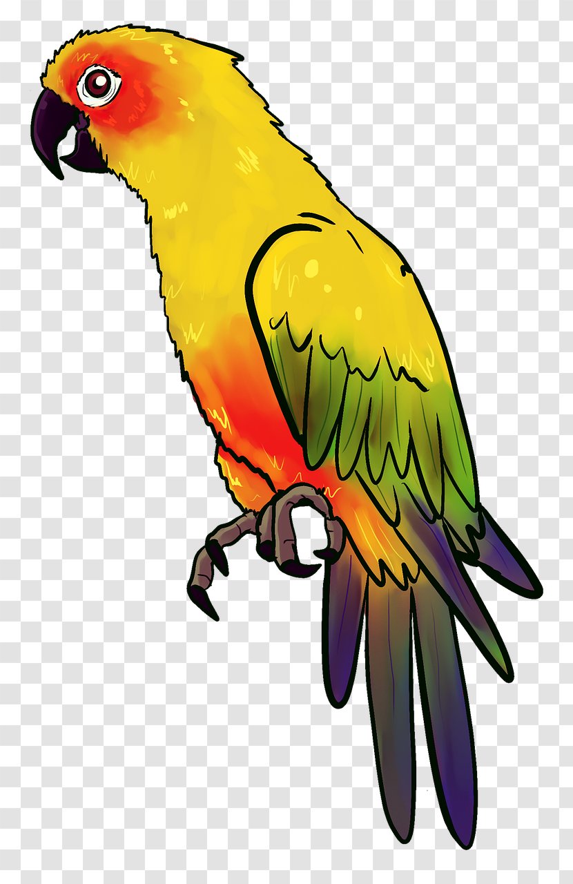 Bird Parrot Illustration - Animal - Yellow Transparent PNG