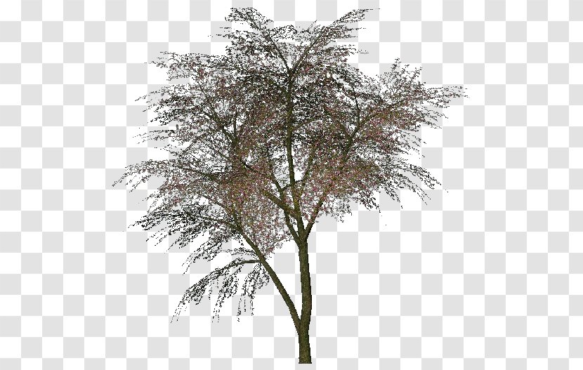 Tree Cercis Siliquastrum Woody Plant Bud - Redbuds - Arboles Transparent PNG