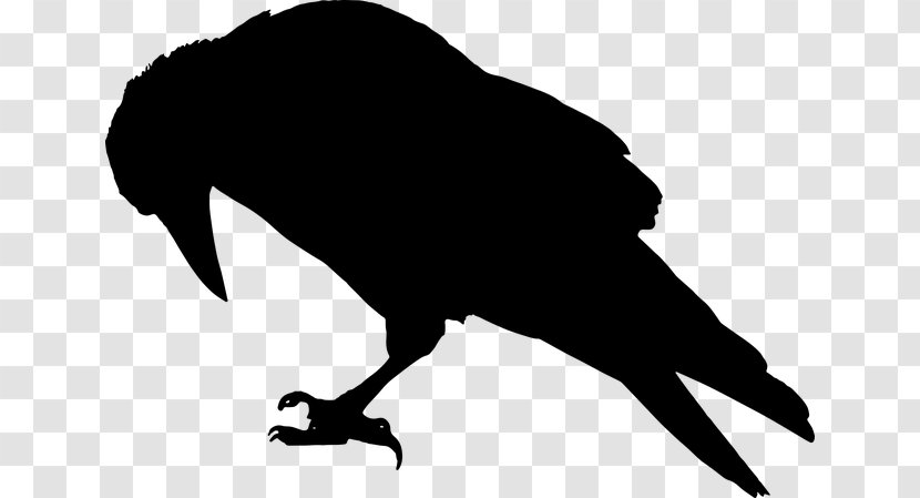 Common Raven Silhouette Bird Clip Art - Crow Transparent PNG