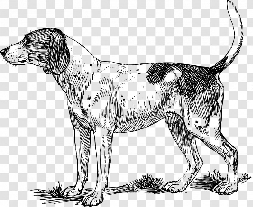 Basset Hound Pointer Bloodhound Beagle Puppy - The Dog Illustration Transparent PNG