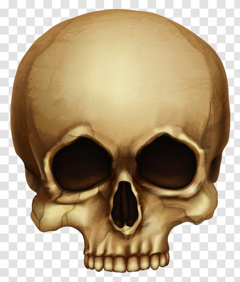 Skull Calavera Halloween Skeleton - Snout - Picture Transparent PNG