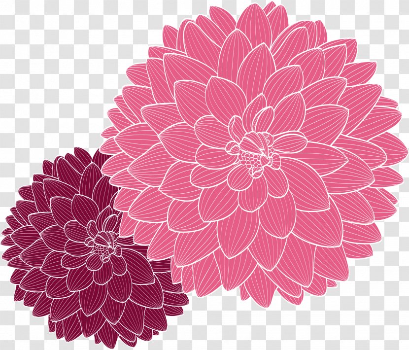 Flower Drawing Dahlia - Cut Flowers - Hand Drawn Vector Chrysanthemum Decoration Transparent PNG
