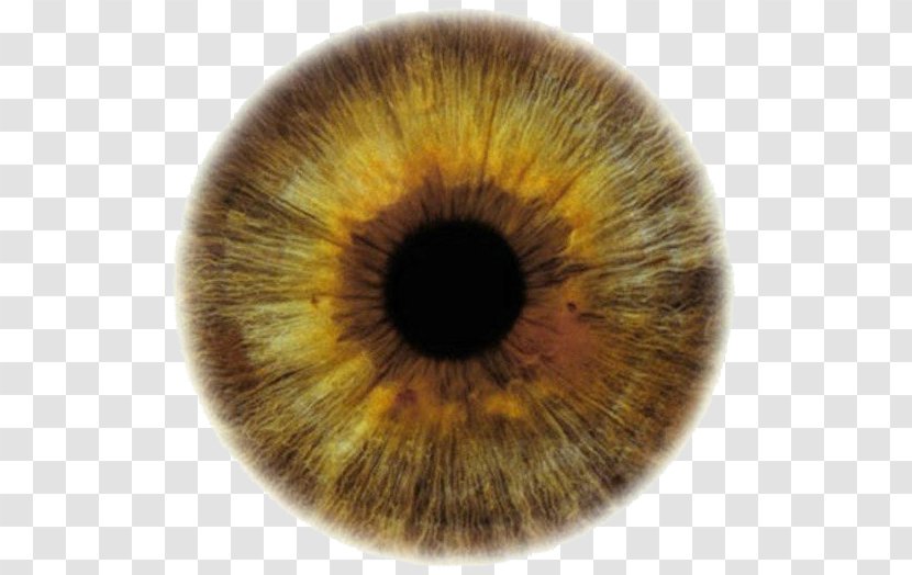 Eye Color Iris Scheme - Silhouette Transparent PNG
