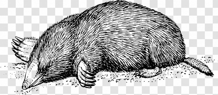 Drawing Mole Clip Art - Rat - Mink Clipart Transparent PNG