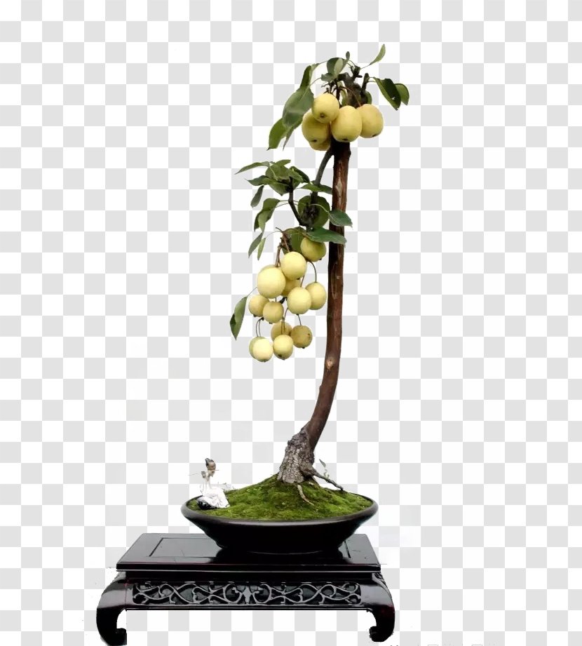 Asian Pear Bonsai Pyrus Xd7 Bretschneideri Tree Auglis - Leaf - The On Transparent PNG