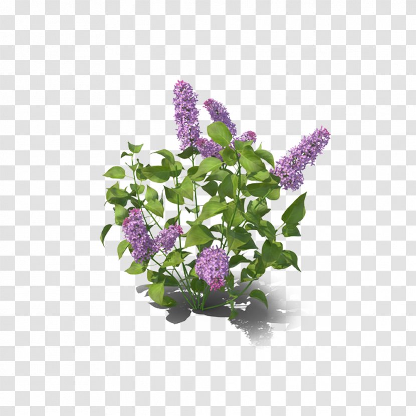 Lilac Violet - Decoration Transparent PNG