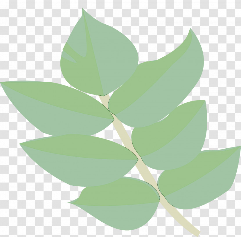 Leaf Green Plant Flower Eucalyptus Transparent PNG