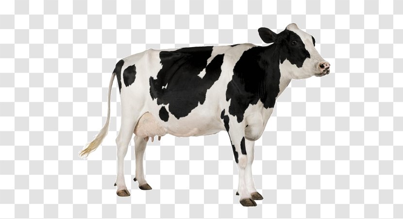 Livestock Beef Cattle Dairy Animal - Like Mammal - Cow Transparent PNG