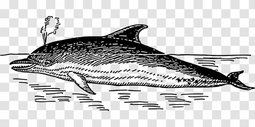 Dolphin Line Art Clip - Royaltyfree - Whale Transparent PNG