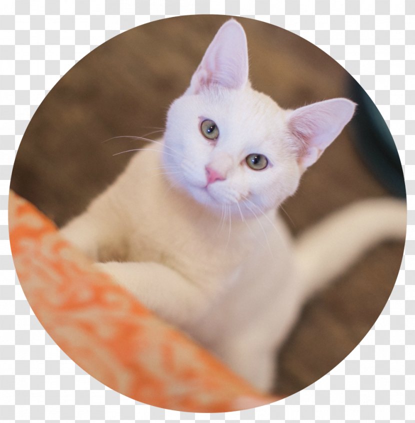 Kitten Khao Manee Whiskers Turkish Van American Wirehair - Animal Shelter Transparent PNG