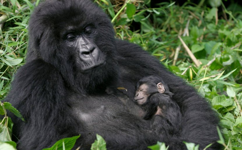 Bwindi Impenetrable National Park Virunga Mountains Volcanoes Gorilla Chimpanzee - Uganda Transparent PNG