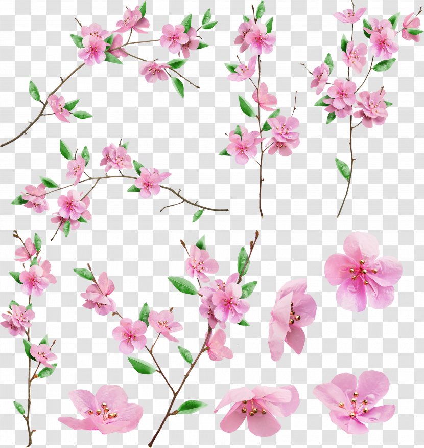 Cherry Blossom East Asian Cerasus - Twig - Sakura Transparent PNG