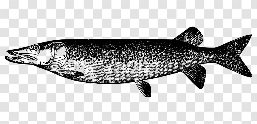 Muskellunge Clip Art - Fishing Transparent PNG