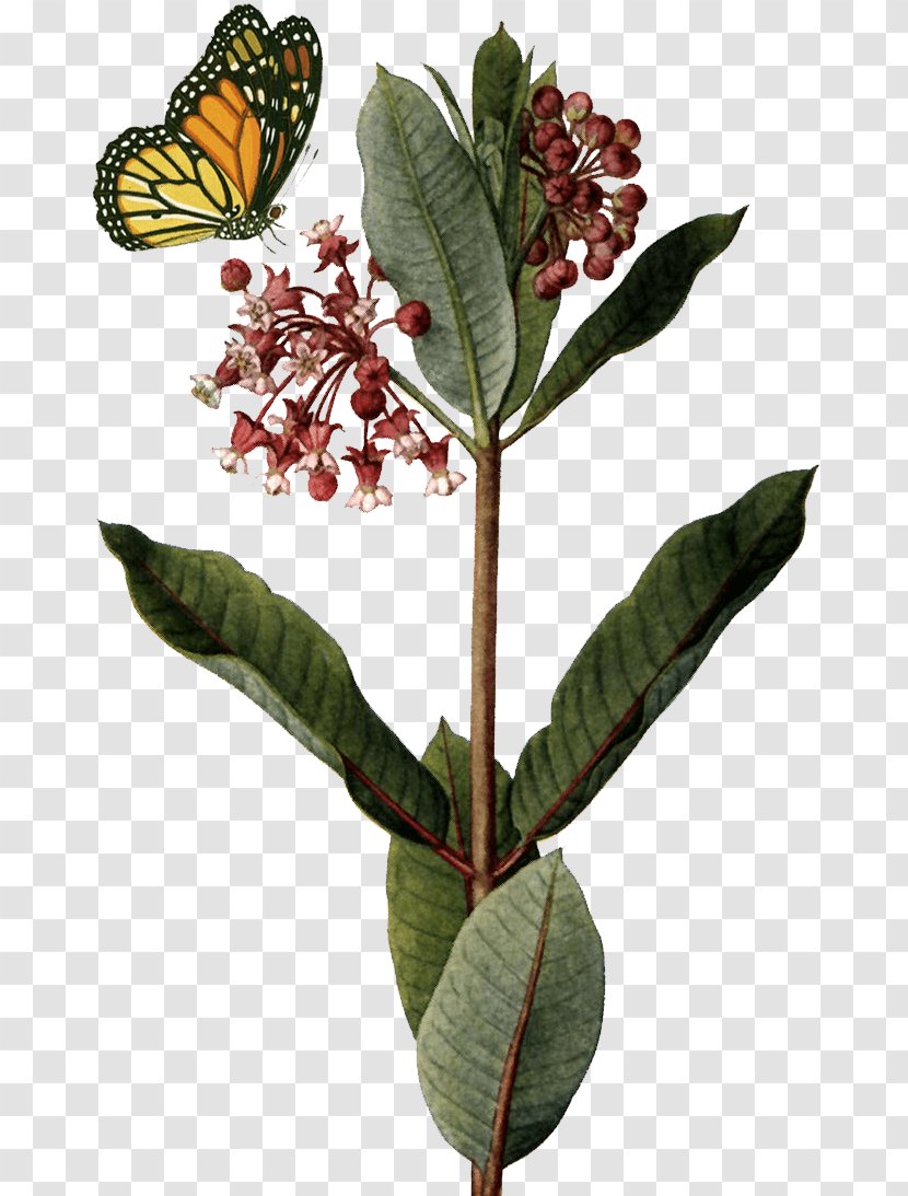 Common Milkweed Butterfly Weed Botanical Illustration Botany - Flowering Plant - Beautiful Transparent PNG