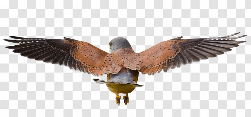Bird Common Kestrel Rodent Mouse - Ducks Geese And Swans Transparent PNG