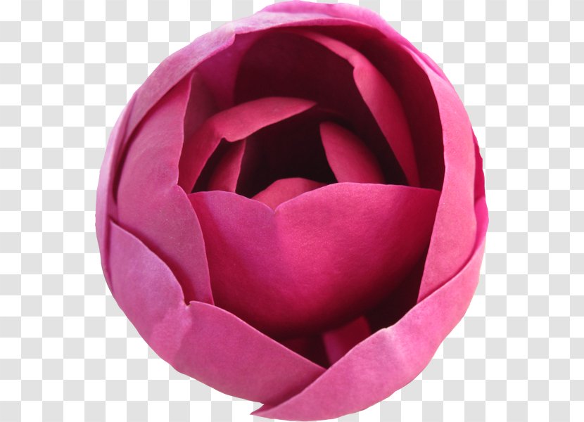 Garden Roses - Flower Transparent PNG