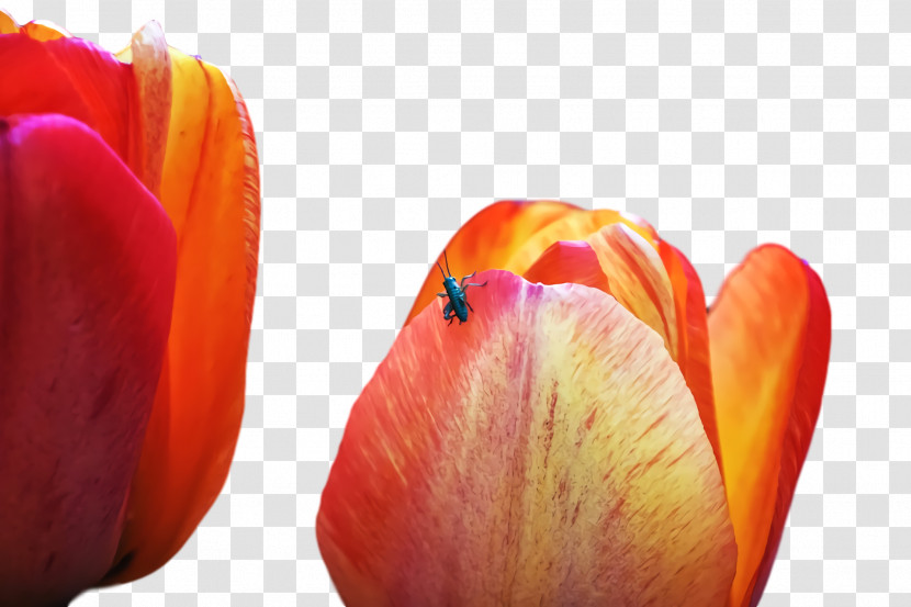 Tulip Petal Close-up Computer M Transparent PNG