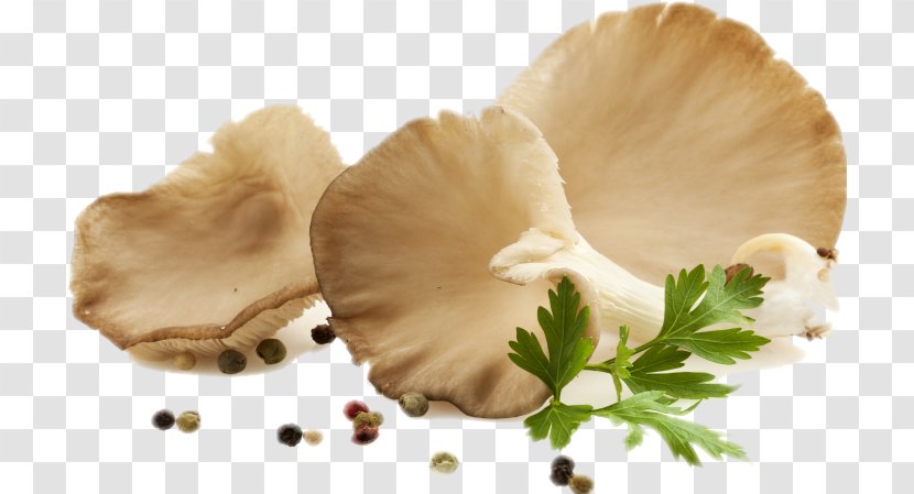 Oyster Mushroom Food Edible - Salsify - Oysters Transparent PNG