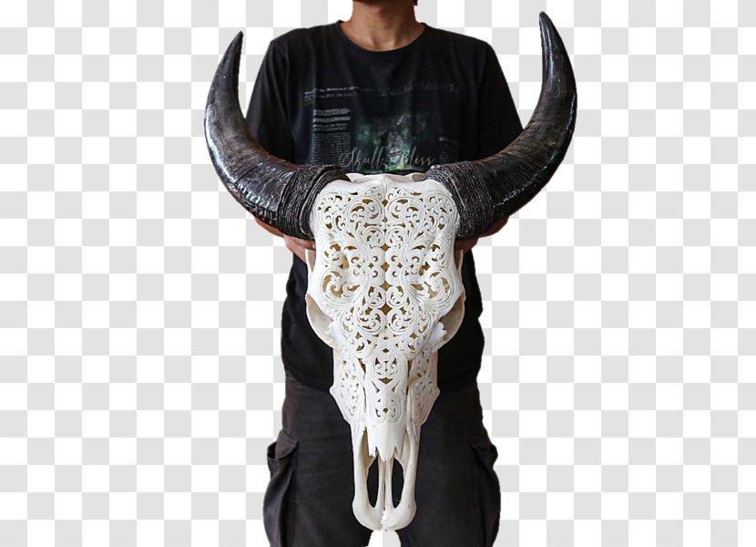 Cattle XL Horns Skull Bull - Horn Transparent PNG