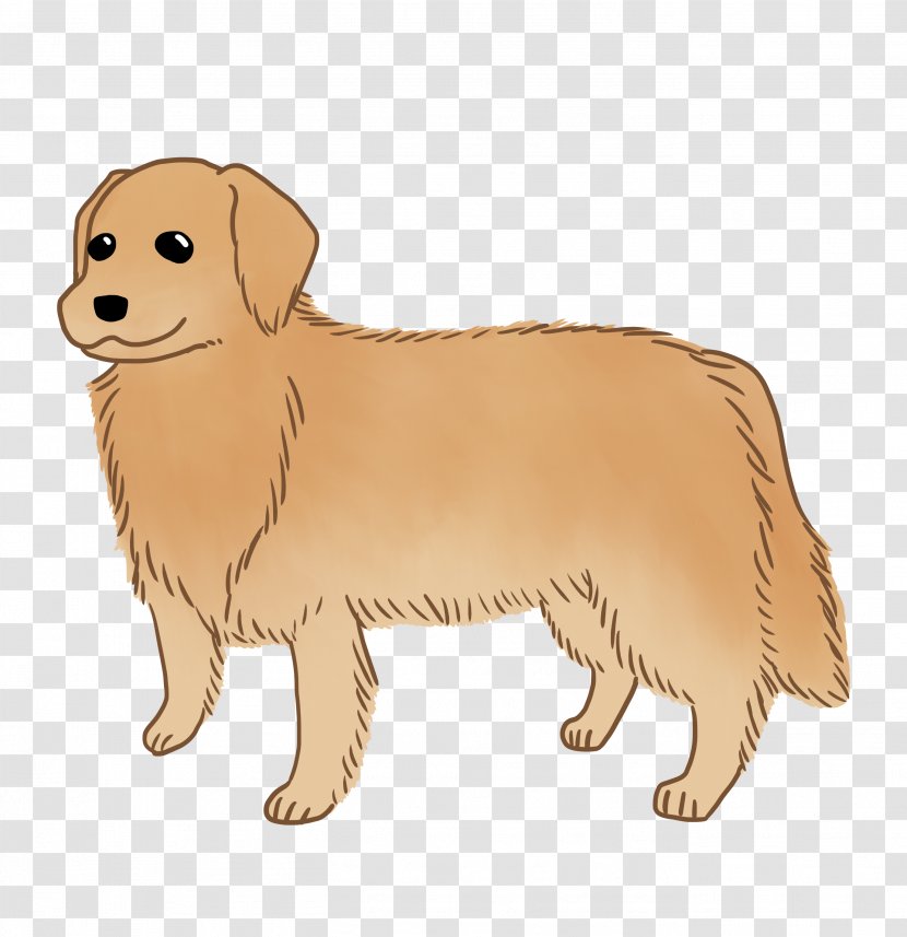 Golden Retriever Nova Scotia Duck Tolling Puppy Dog Breed Companion Transparent PNG