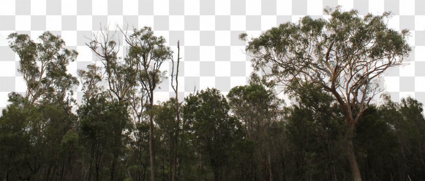 Tree Line Forest Shrub Image Transparent PNG