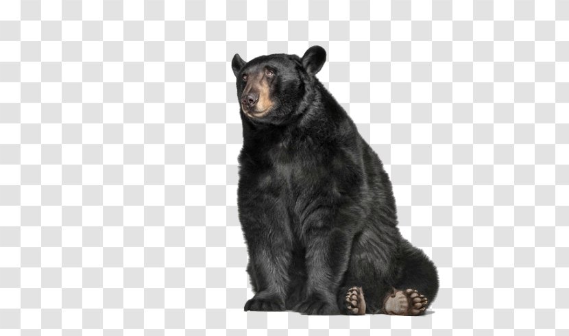 Grizzly Bear American Black Image Graphis Inc. - Polar Transparent PNG
