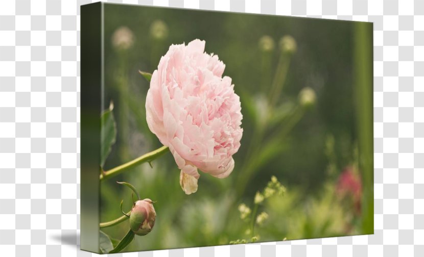 Peony Pink M Family Wildflower P!nk Transparent PNG