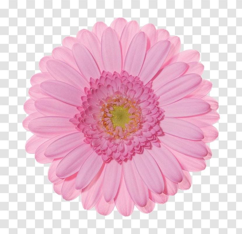 Gerbera Jamesonii Pink Cut Flowers Color - Magenta Transparent PNG